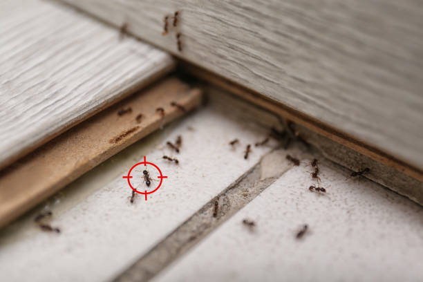 Best Pest Removal Services  in Broad Brook, CT