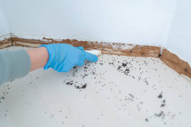 Best Affordable Pest Control Services  in Broad Brook, CT